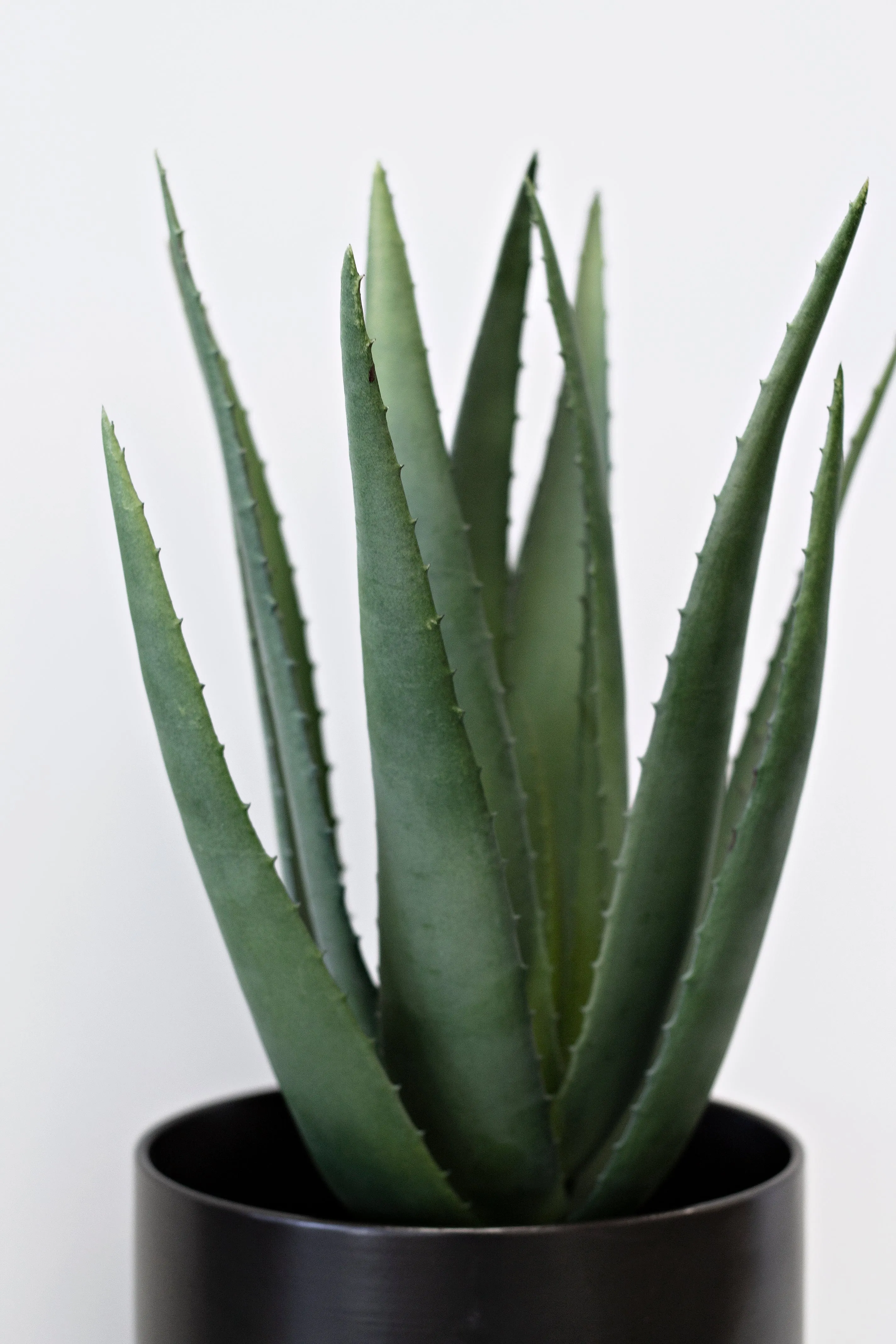 Aloe Vera Potted 53cm