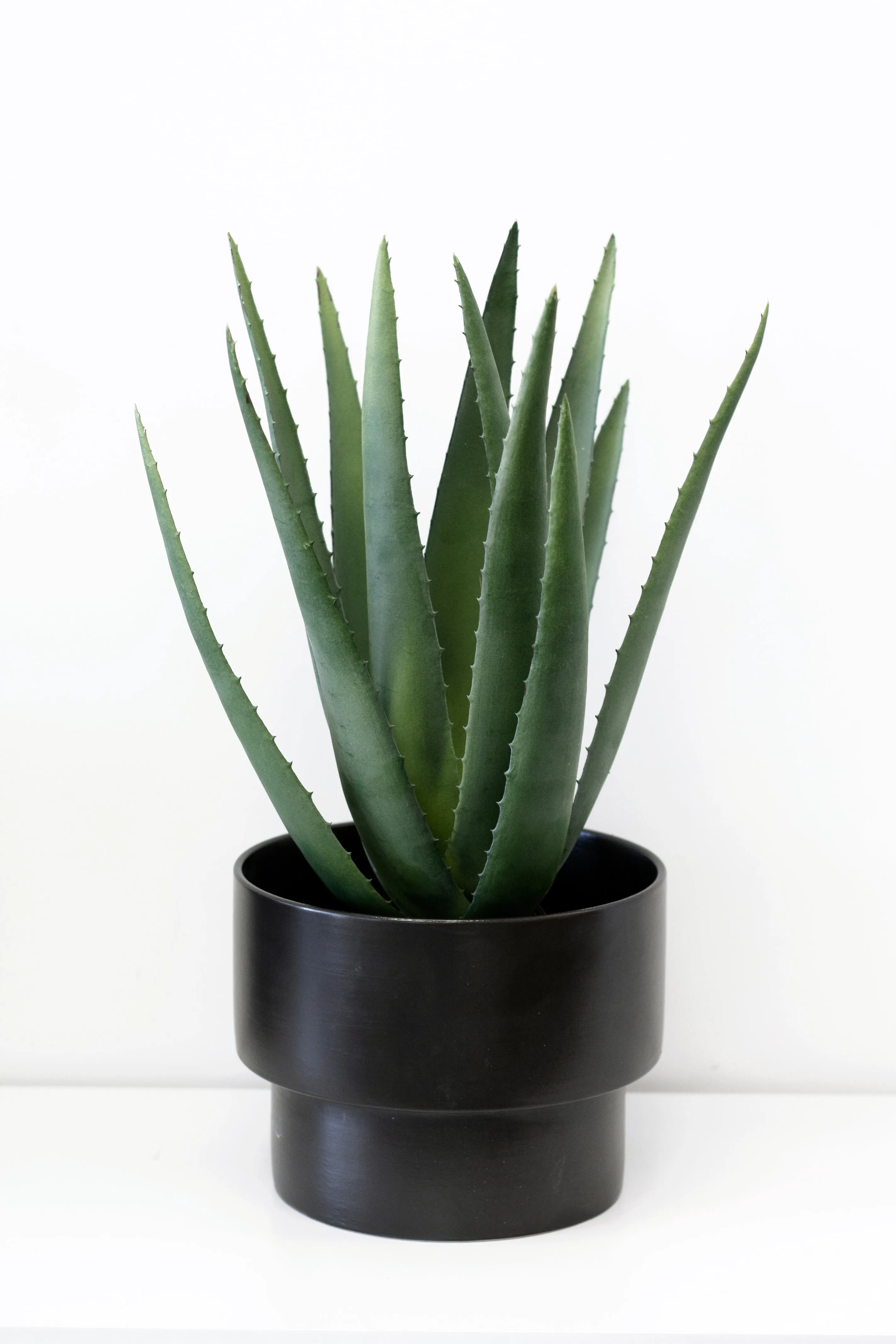 Aloe Vera Potted 53cm