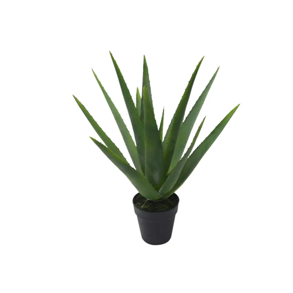 Aloe Vera Potted 53cm