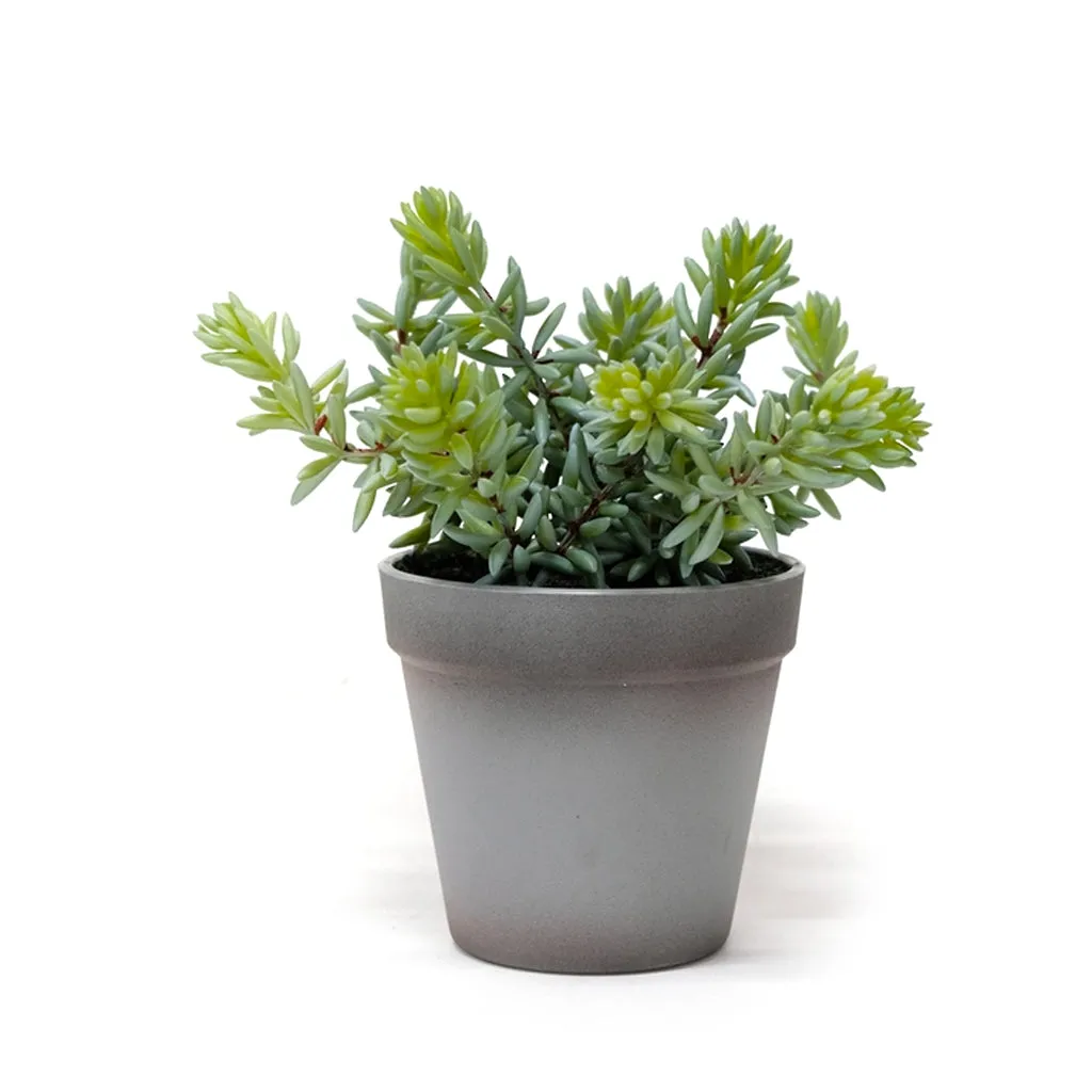 Angelina Succulent Grey Pot