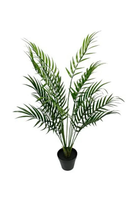 Areca Palm Tree Potted