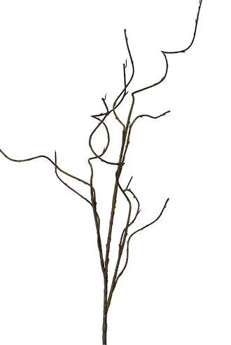 Curly Willow Branch 1.3m