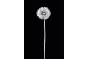 Dandelion Noir