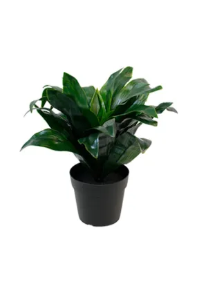 Dracaena Compacta Potted