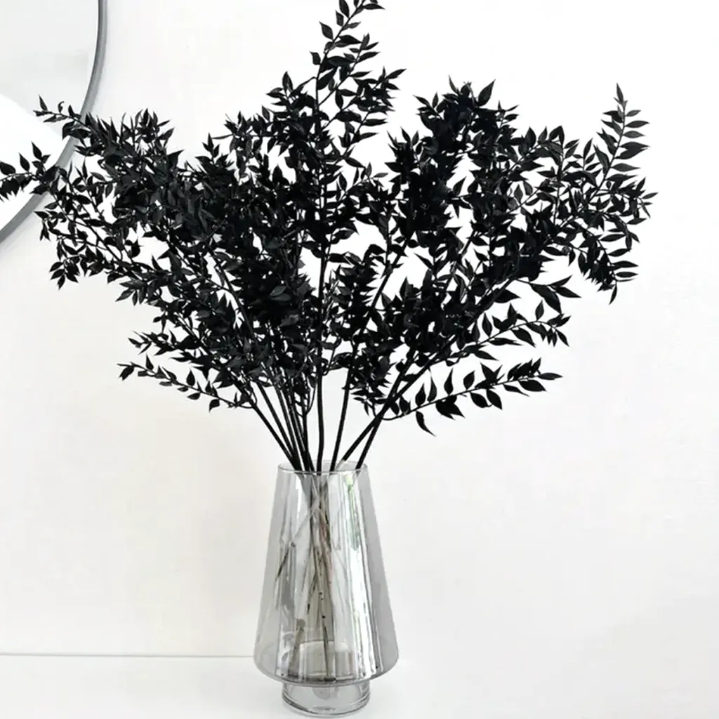 Dried Black Ruscus Stem