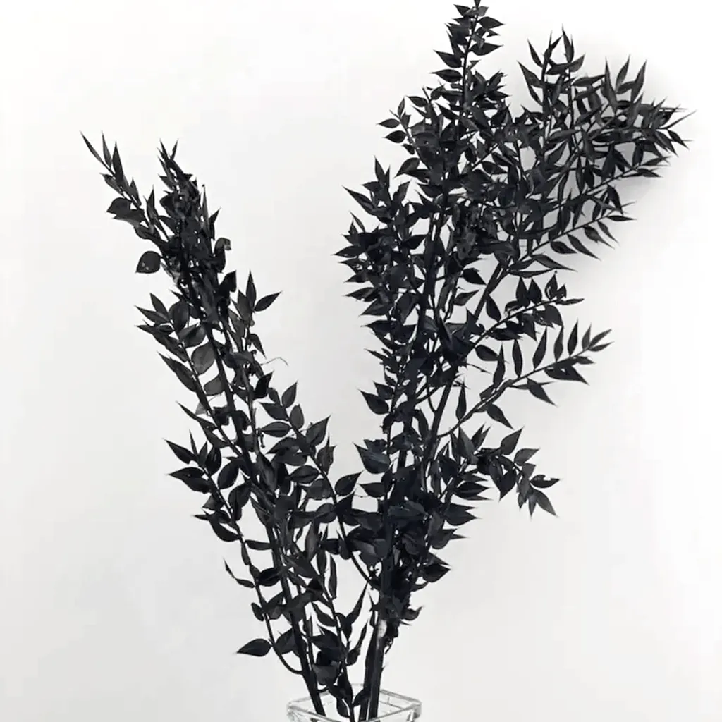 Dried Black Ruscus Stem