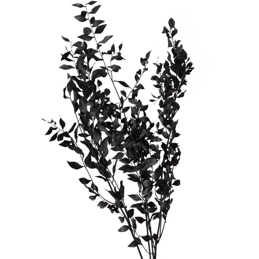 Dried Black Ruscus Stem