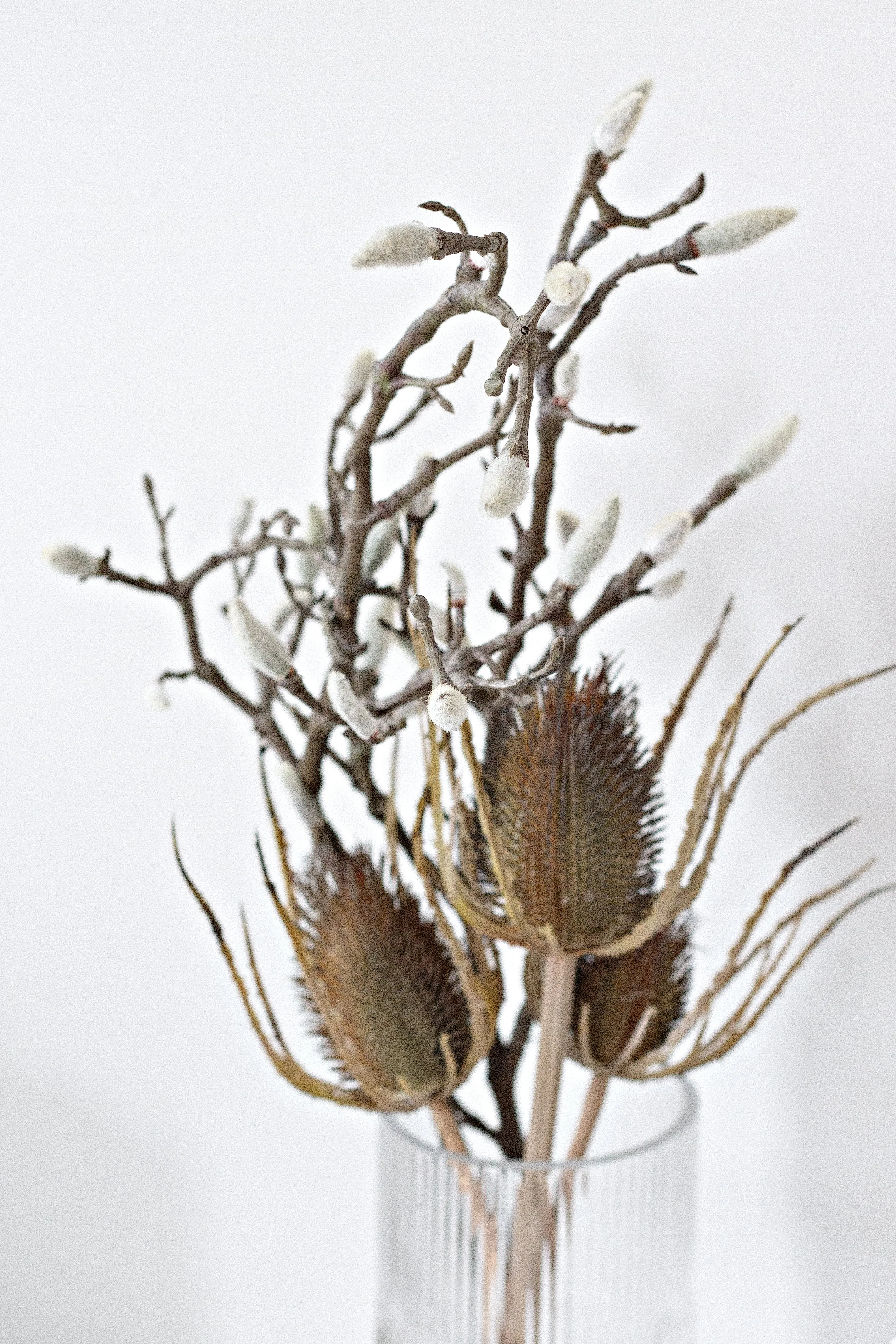 Dried Thistle x3 Bundle