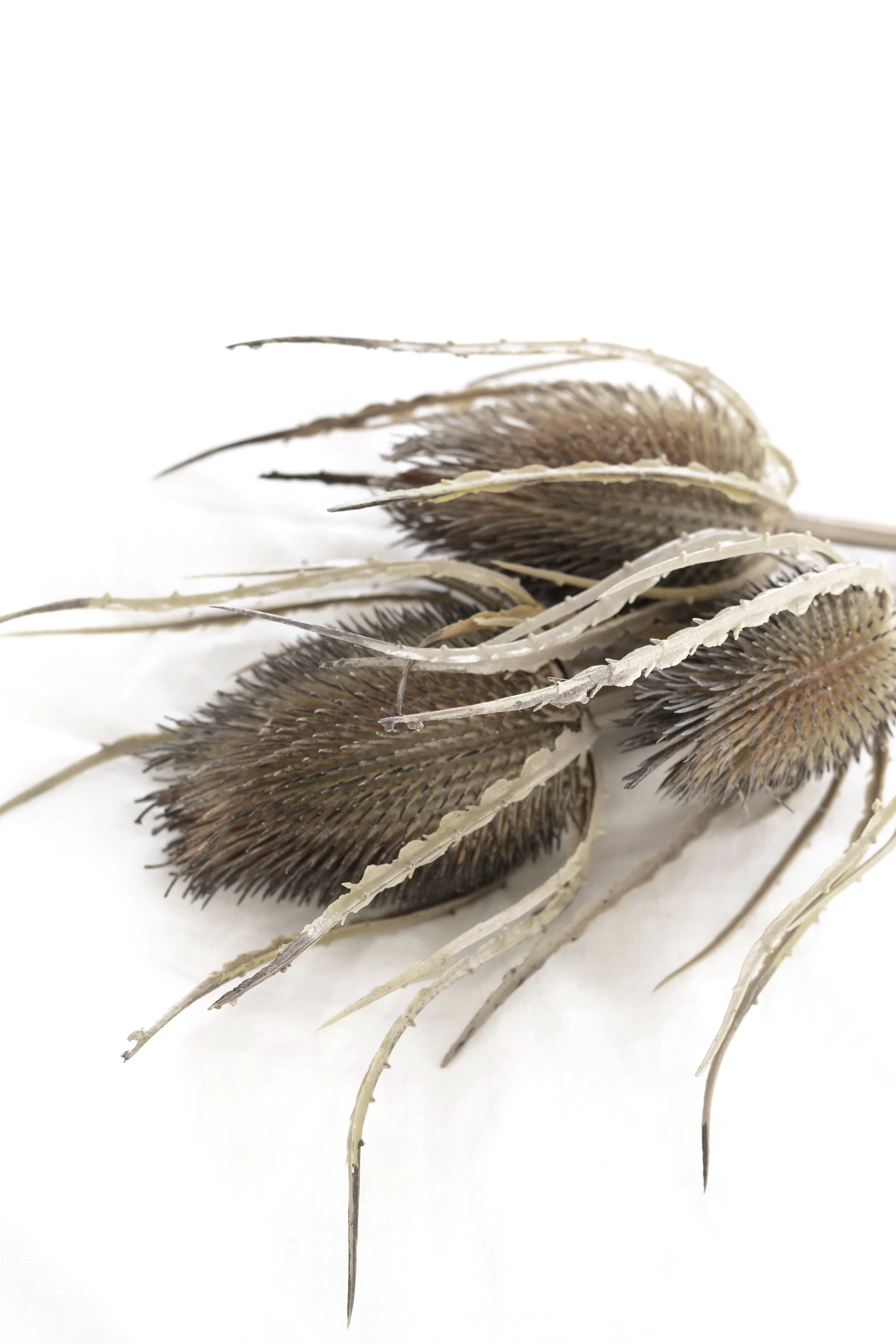 Dried Thistle x3 Bundle