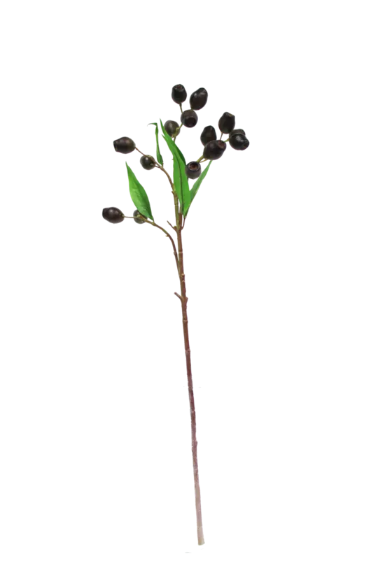 Eucalyptus Pod Brown w/Green Leaves